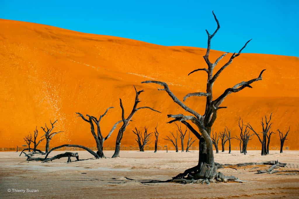 Le cimetière des arbres | Dead Vlei | Désert du Namib